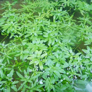 Callitriche Stagnalis Aquatic Pond Plant - Starwort