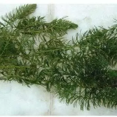 Ceratophyllum Demersum - Hornwort (Coontail)