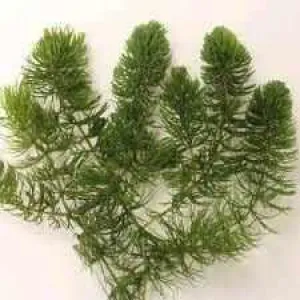 Ceratophyllum Demersum - Hornwort (Coontail)