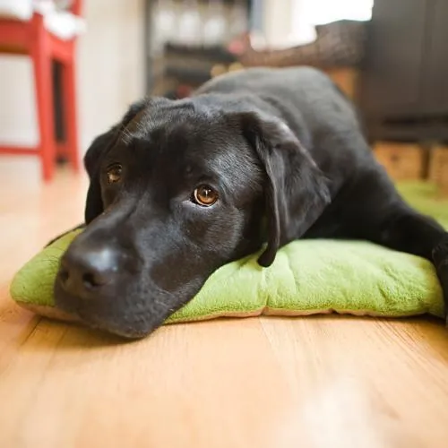 Chill Pad Dog Bed Pistachio