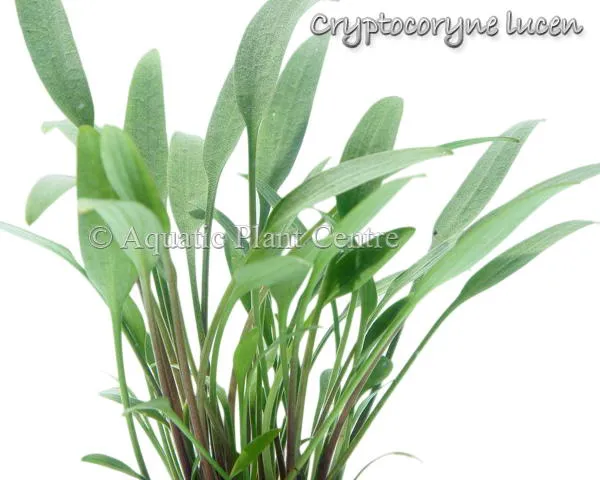 Cryptocoryne lucens