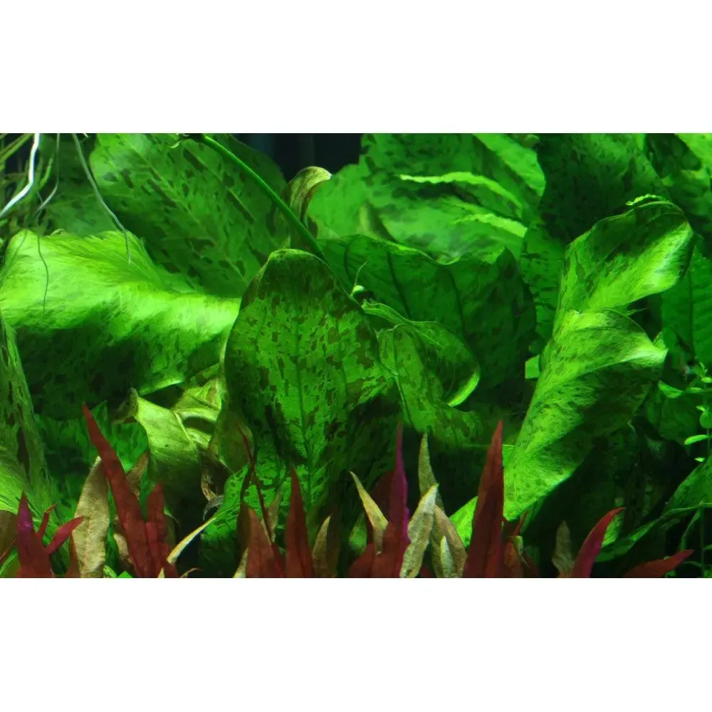 Echinodorus ozelot green XL