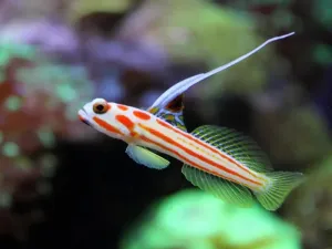 Hi Fin Clown Goby with Symbiotic Relationship & Peaceful Temperament