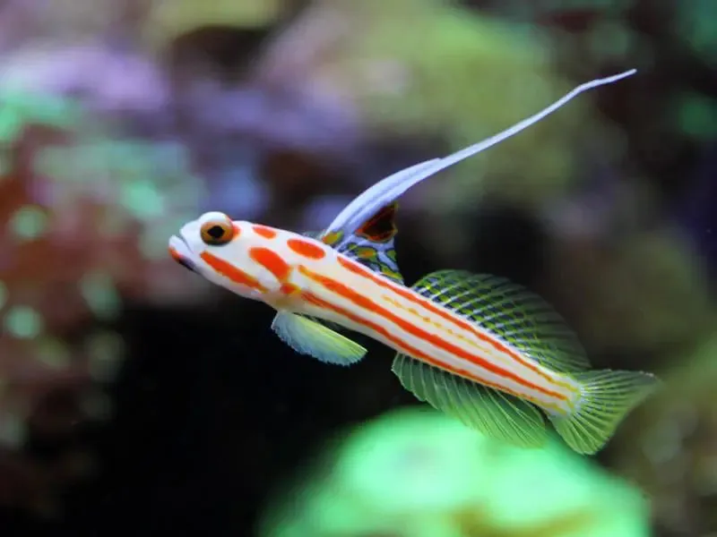 Hi Fin Clown Goby with Symbiotic Relationship & Peaceful Temperament