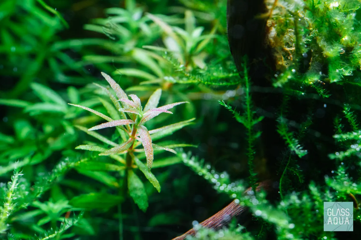 Limnophila Mini Vietnam