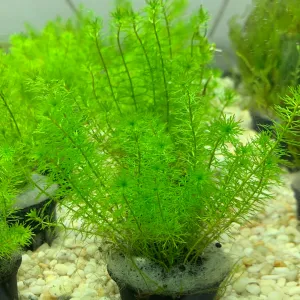 Myriophyllum Guyana